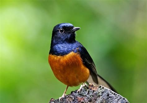 Kebaikan Puskesmas Medan Johor untuk Kesehatan Masyarakat pada Burung