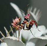Flower Mantis For Sale Pictures