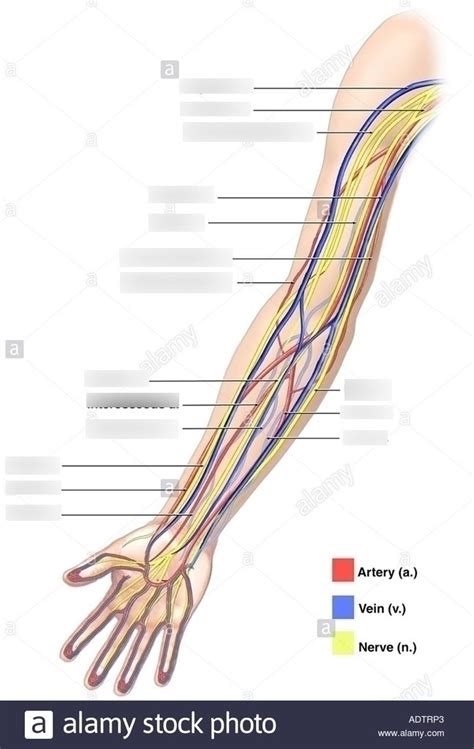 Veins Arteries And Nerves Of Arm Diagram Quizlet