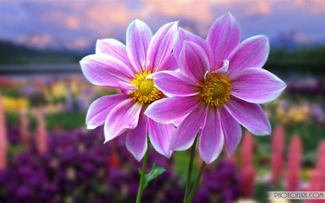 Hd Flower Wallpapers For Laptop