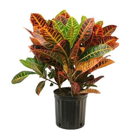 Croton Houseplant The Home Depot Community