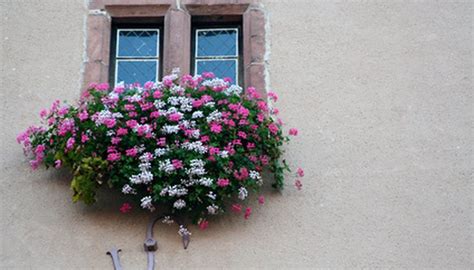 Bestseller add to favorites more colors. The Best Flower Annuals for a Window Box | Garden Guides
