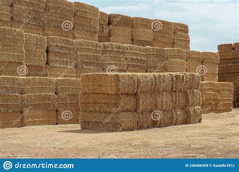 Haystack On A Farm Stack Of Rectangular Bales Of Dry Straw In The Open