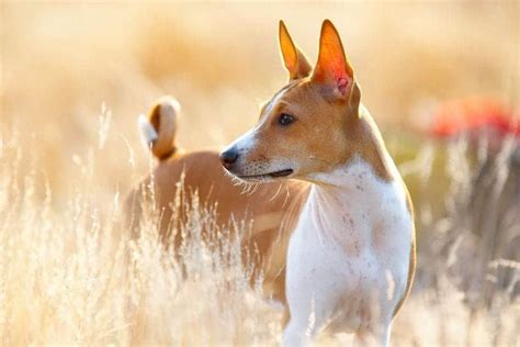 African Dog Names 415 Exotic Unique Ideas For Your Pup