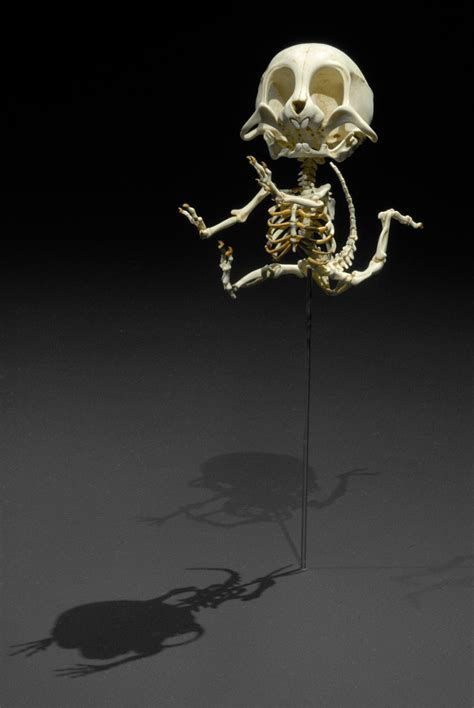 We did not find results for: Popular Cartoon Character Skeletons by Hyungkoo Lee