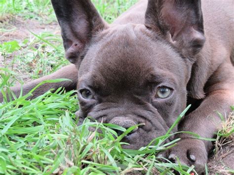 Chocolate French Bulldog Male Puppies Kc Reg In Leicester