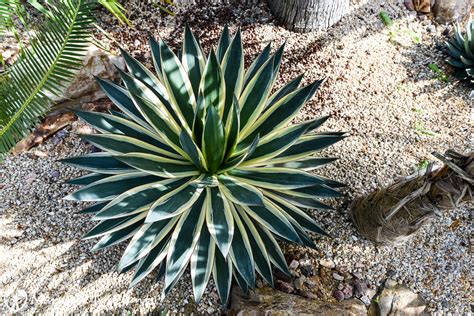 Blue agave plants grow into large succulents, with spiky fleshy leaves, that can reach over 2 meters (7 ft) in height. Agave 'Blue Glow' - The perfect agave.
