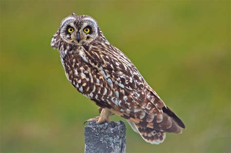 Short Eared Owl Grmg