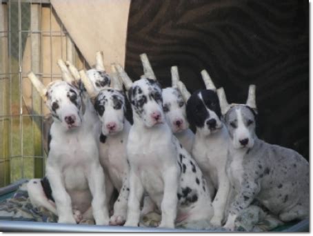 $100 nonrefundable deposit will hold puppy. Great Dane Club of Central North Carolina