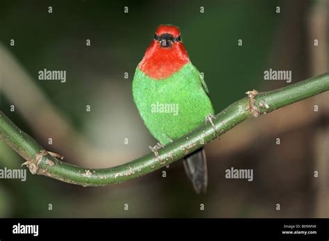 Red Throated Parrot Finch High Resolution Stock Photography And Images