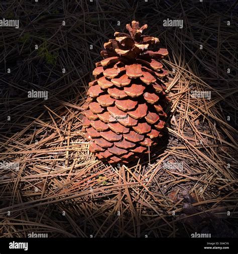Ponderosa Pine Cone On Forest Floor Lassen Volcanic National Park