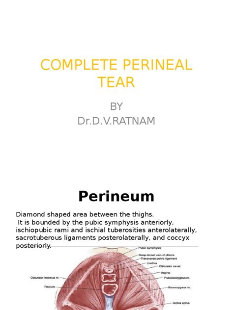 Perineal Tears Pelvis Human Anatomy