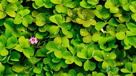 A Clover With Pink Flowers 2017 Bing Desktop Wallpaper Preview