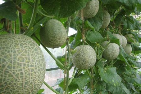 Klasifikasi Dan Morfologi Tanaman Melon Edukasibertani Hot Sex Picture