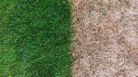 How Green Your Lawn Up In The Spring Sod University Sod Solutions