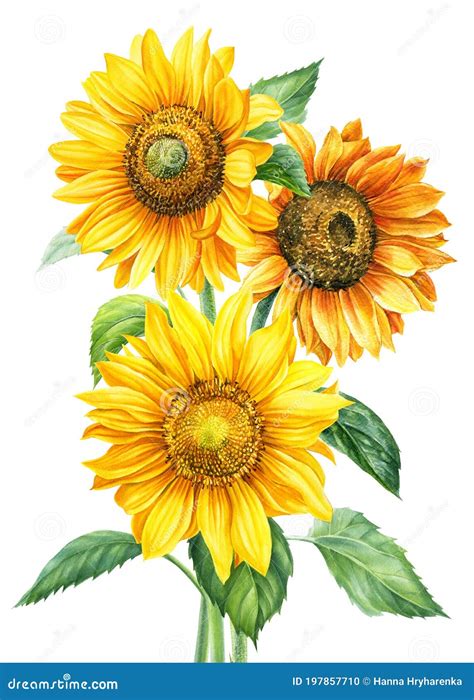 Bouquet Of Sunflowers On An Isolated White Background Watercolor