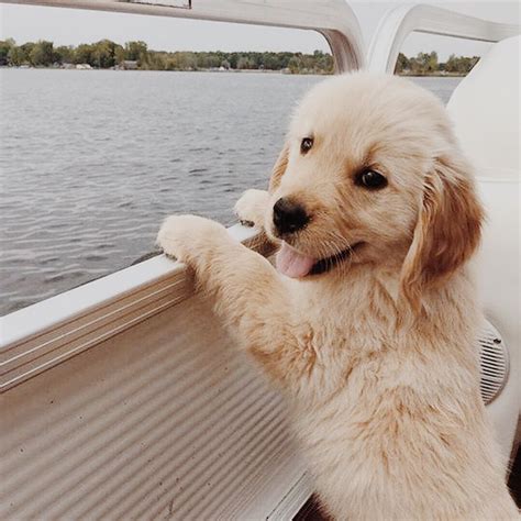 Golden Retriever Puppy Cute Funny Animals Funny Dogs Funny Puppies