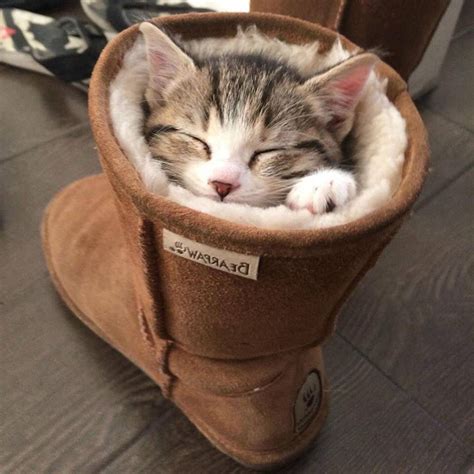Cat In The Boots Смешные фото кошек Кошачий сон Мемы про котов