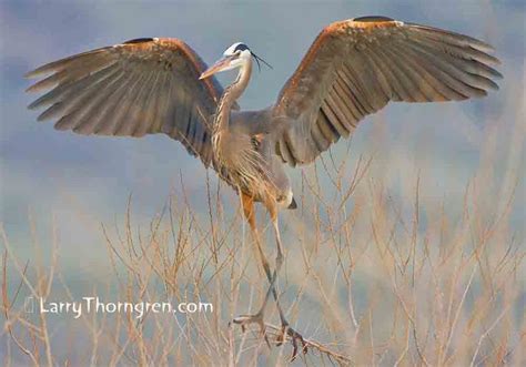 The Wild Photographer Great Blue Heron Idaho