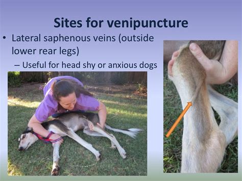 Lec 04 Venipuncture Of Dogs And Cats