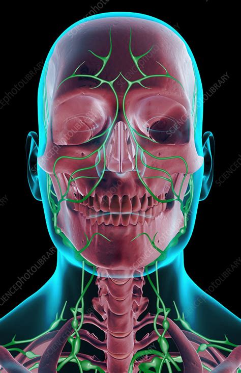 The Lymph Supply Of The Head Neck And Face Stock Image F0019429