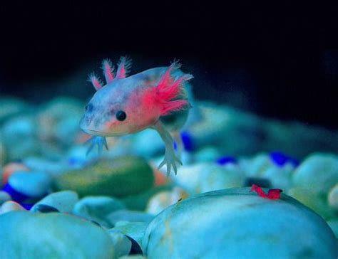 Pin By Ruby West On Pride Pets Axolotl Cute Animals Animals