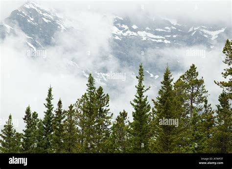Evergreen Trees In The Foreground With Clouds Obscuring The Mountains