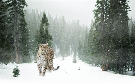 Leopardo De Las Nieves Características Comportamiento Y Hábitat