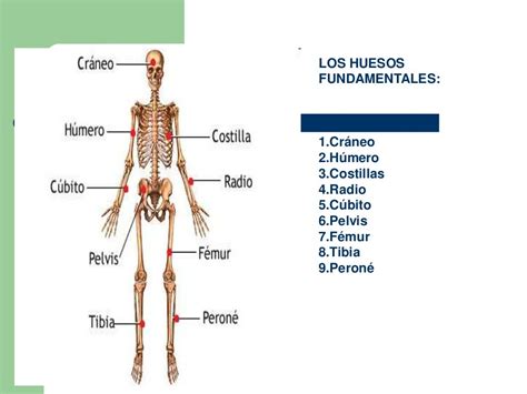 Sistema Locomotor Huesos Y Musculos