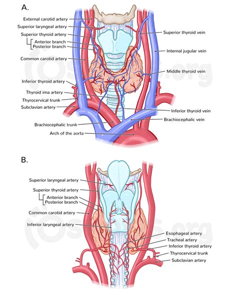 Anatomy Of The Thyroid And Parathyroid Glands Superficial Veins And