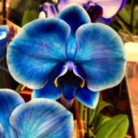 Kc Royal Blue Orchid Blue Orchids Flowers Orchids