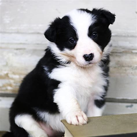 Border Collie Puppies For Sale Pennsylvania Avenue Ny 233356