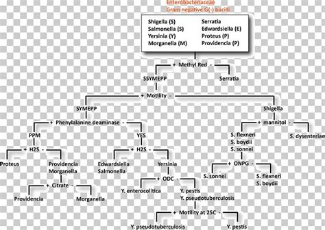 Enterobacteriaceae Flow Chart