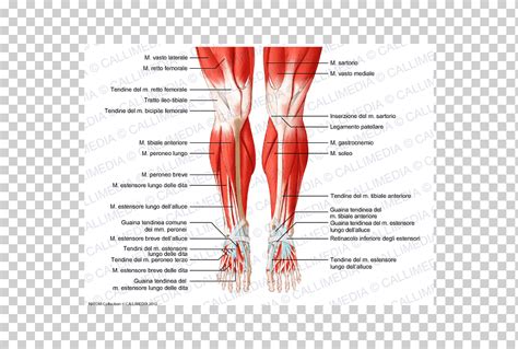 M Sculo De La Rodilla Anatom A Humana Sistema Muscular M Sculo Recto