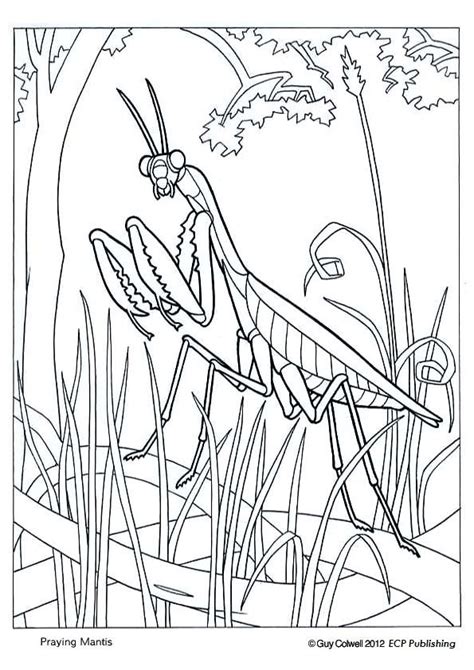 We have over 3,000 coloring pages available for you to view and print for free. nature coloring book | Animal coloring pages, Coloring ...
