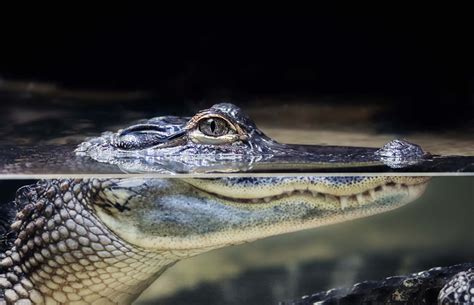 Image Crocodiles Side Water Head Animal