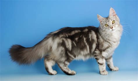 The apatosaurus weighed between 30 and 50 tonnes as fullgrown. How Much Does It Cost For A Maine Coon Cat - CatWalls