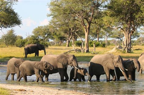 The Best National Parks In Africa Pure Travel
