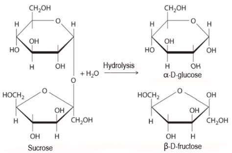 What Are The Products Of Hydrolysis Of Sucrose