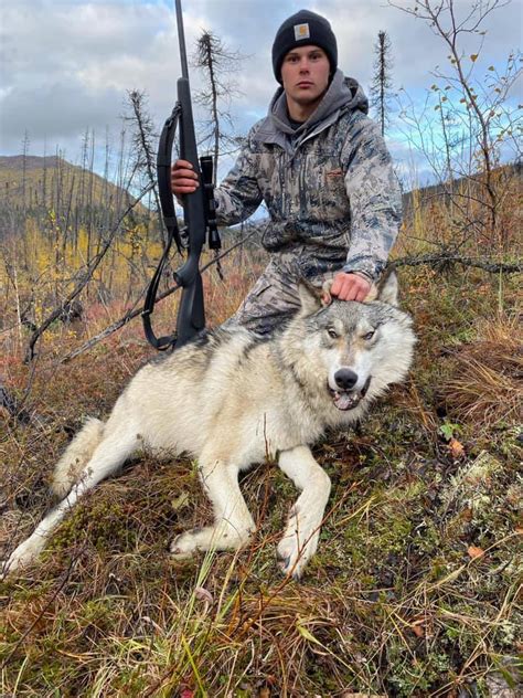 Usa Alaska Wolf Hunt