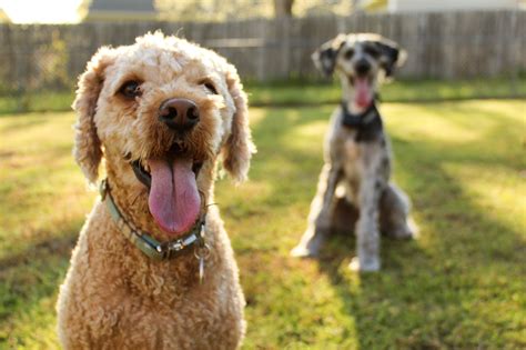The Best Dog Parks In Brooklyn Great Pet Living