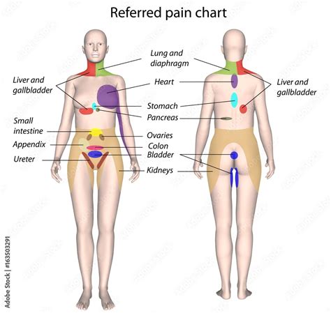 Organ Referred Pain Chart Stock Illustration Adobe Stock