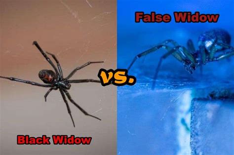 Black Widow Vs False Widow 6 Major Differences Explained