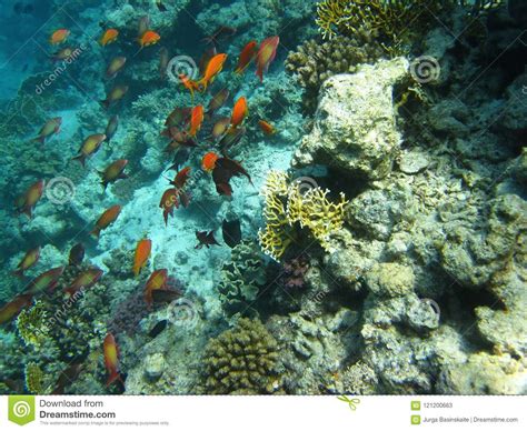 Beautiful Fish In Red Sea Egypt Stock Image Image Of Stones Face