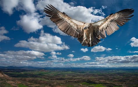 Обои небо облака полет горы природа синева птица высота крылья