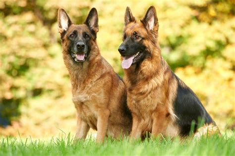 Get To Know All 13 Of The German Shepherd Colors K9 Web