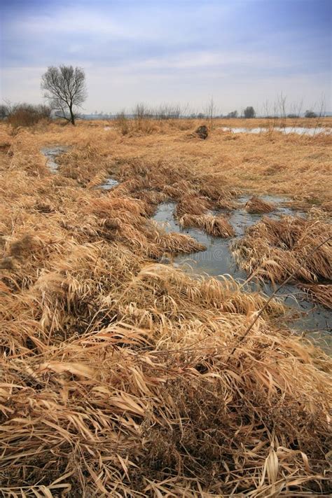 Meadow In Winter Stock Image Image Of Landscape Scene 198140873