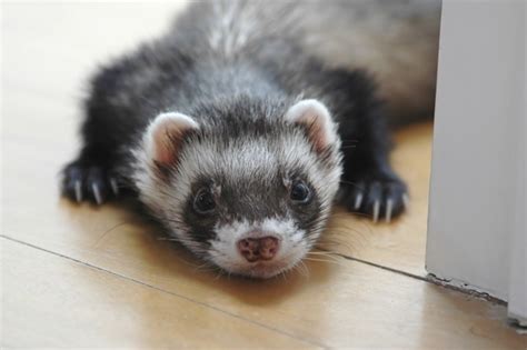 Before you decide to mix a ferret with other pets, determine if there is a really good keep your small pets separate from your ferret. 10 Examples of Small Size Pets for Apartment Holder ...