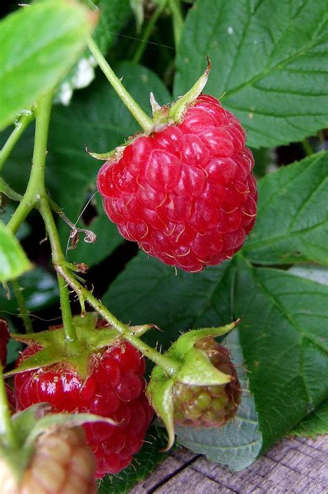Raspberries will start producing fruit a year after planting. My Edible Fruit Trees: Raspberry Trees