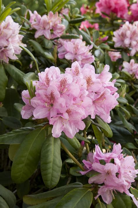Pink Rhododendrons — Sunnyside Nursery